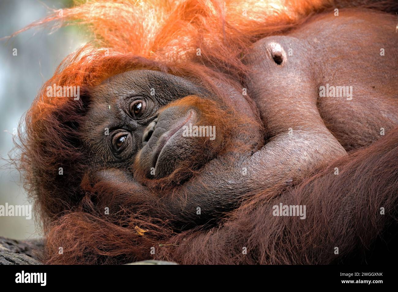 Porträt des Borneanischen Orang-Utans im Zoo Stockfoto