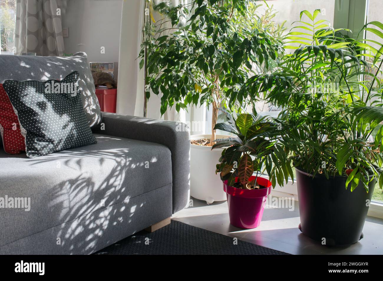 Gemütlicher Raum in einem modernen Familienhaus. Grüne Pflanzen Stockfoto