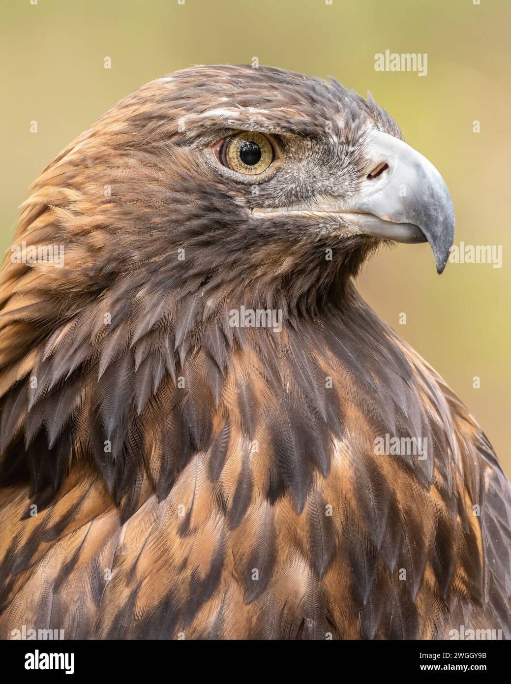 Ein Porträt eines goldenen Adlers Stockfoto