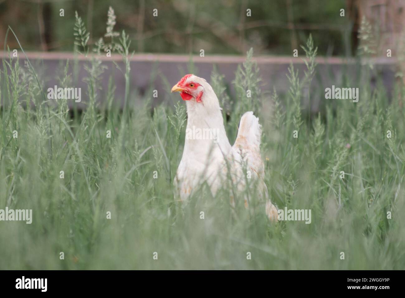 Ein kurioses weißes Hähnchen aus Freilandhaltung, das über dem hohen Gras blickt Stockfoto
