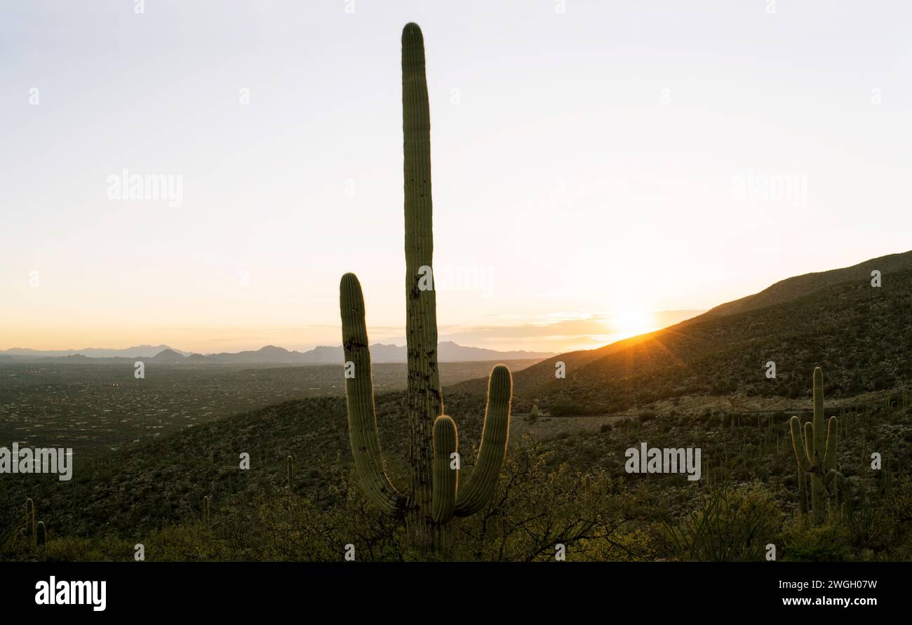 Saguaro-Kakteen-Mittelrahmen Sonnenuntergang im Hintergrund Stockfoto