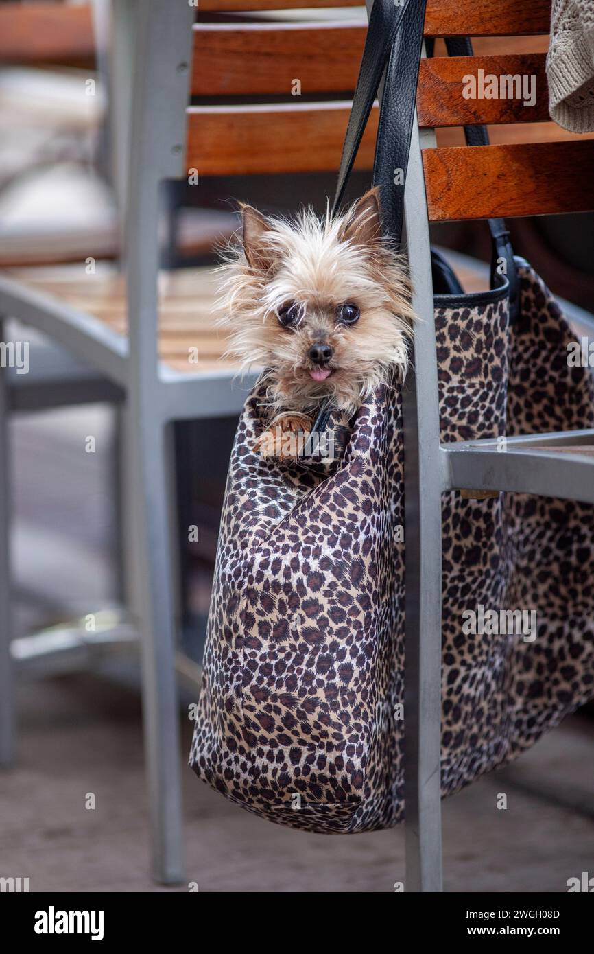 Kleiner Hund, der aus der Leopardenhandtasche senkrecht blickt Stockfoto