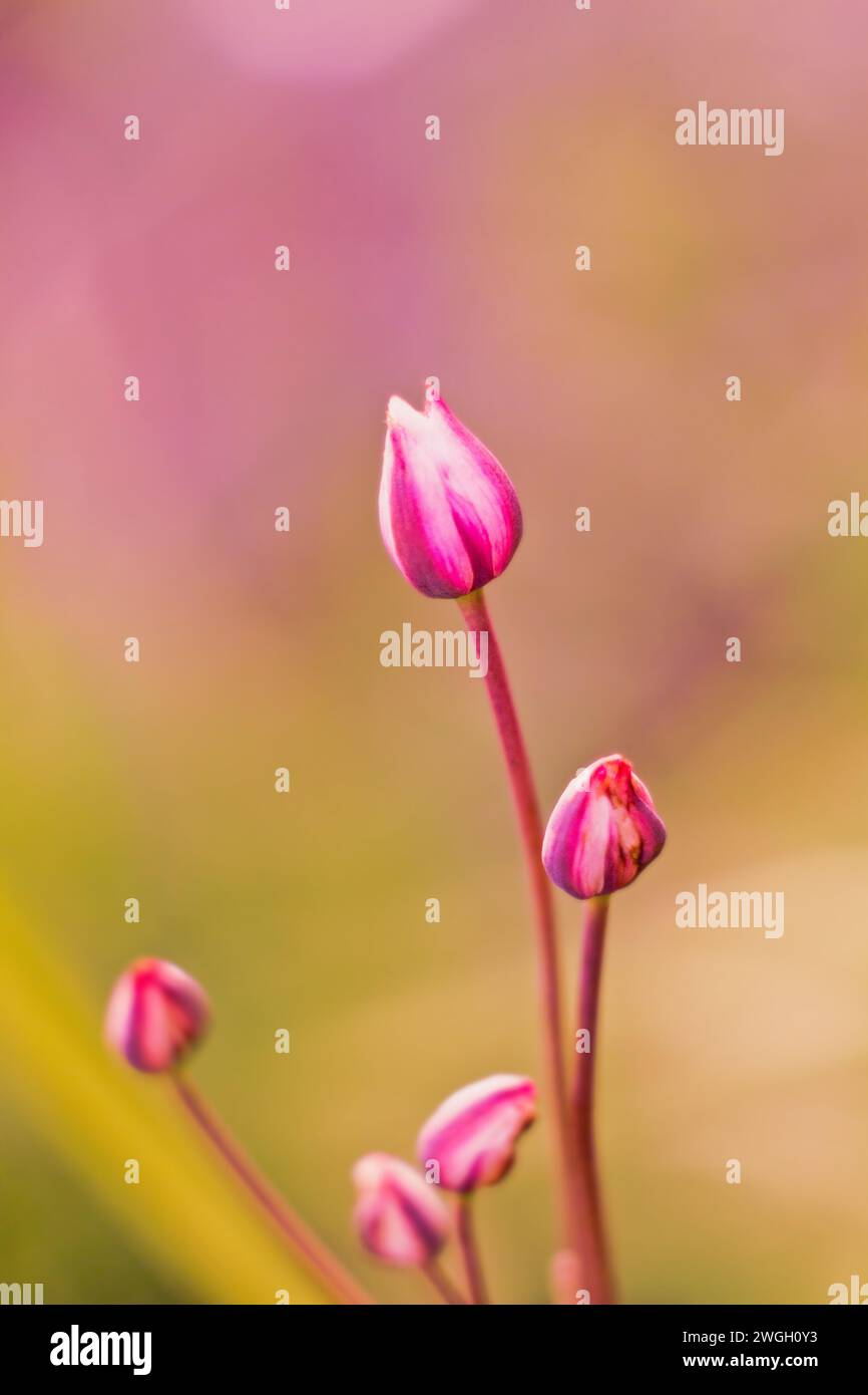 Nahaufnahme von rosafarbenen Tulpen auf einer Wiese, geringe Tiefe des Feldes, Tulpenhaufen, naturgrüner verschwommener Hintergrund, Blütenknospen, Frühling Stockfoto