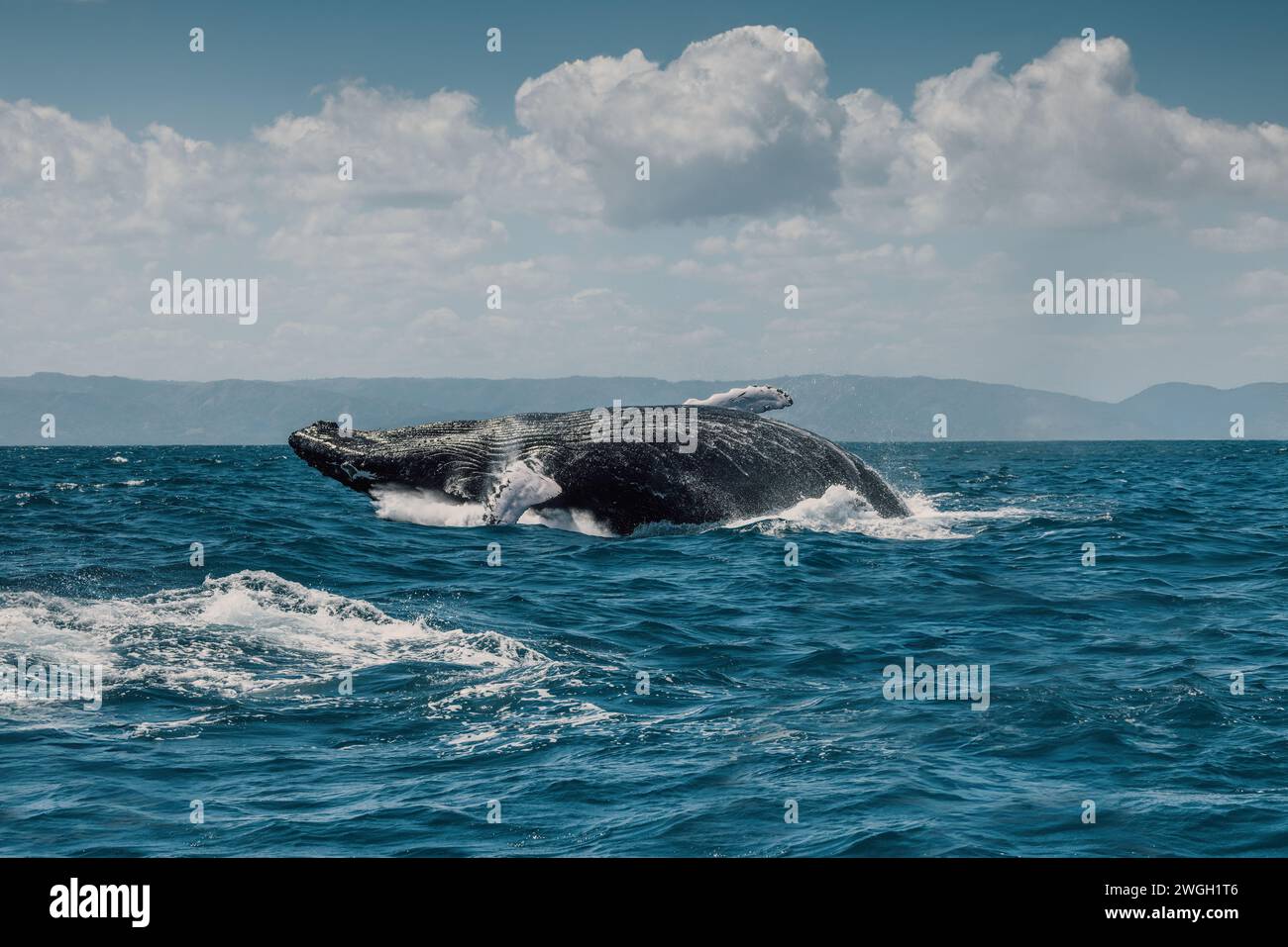 Buckelwal springt aus dem Wasser in der Karibik, Dominikanische Republik. Der Wal fällt auf den Rücken und sprüht Wasser in die Luft. Stockfoto
