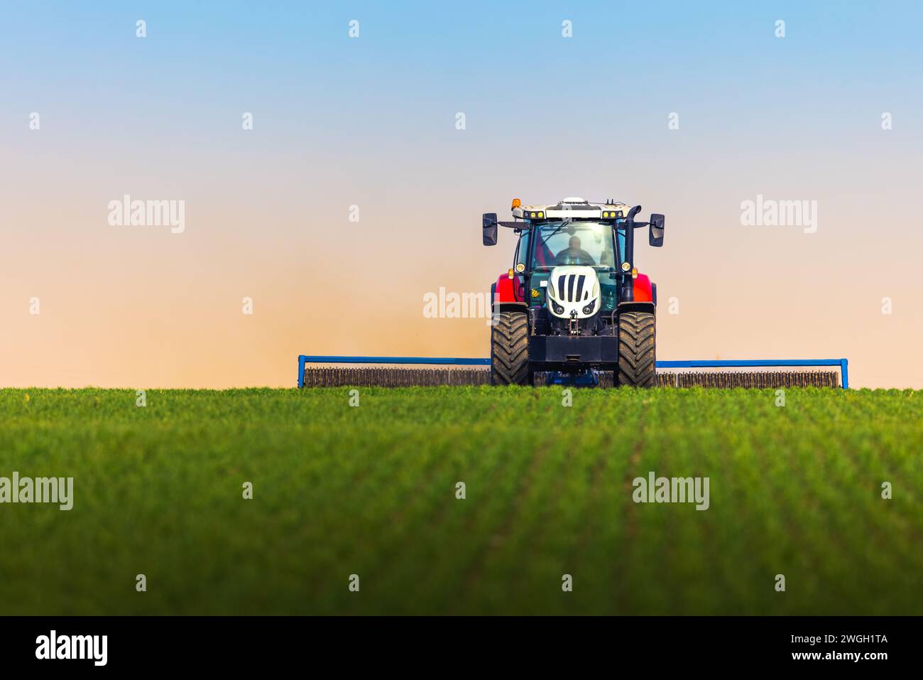 Traktor mit Rollenbearbeitung auf Federfeld. Das Walzen des Bodens unterstützt die Keimung und bildet die Grundlage für eine gute Ernte, den ökologischen Landbau und die Agrarwirtschaft Stockfoto