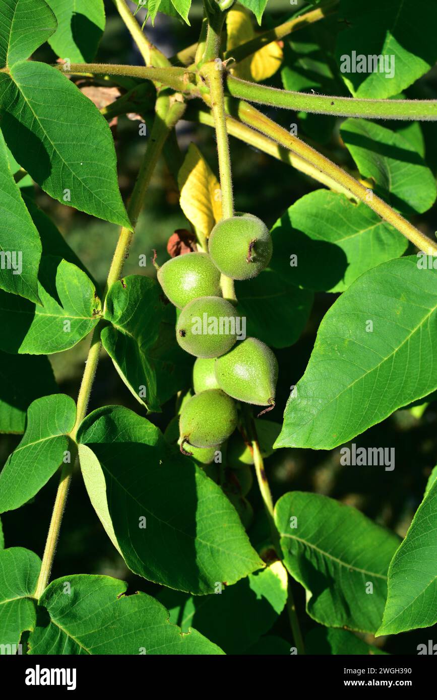 Butternut oder weiße Walnuss (Juglans cinerea) ist ein Laubbaum, der im Nordosten der USA und im Südosten Kanadas beheimatet ist. Mit Früchten. Stockfoto