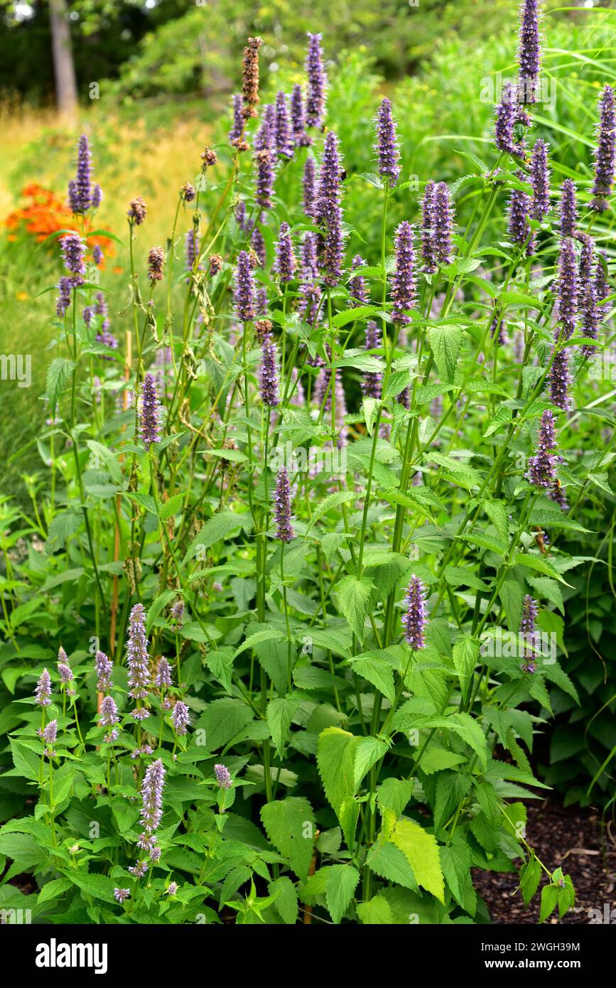 Anis-Ysop oder blauer Riesenhysop (Agastache foeniculum) ist eine Zierpflanze aus Nordamerika. Stockfoto