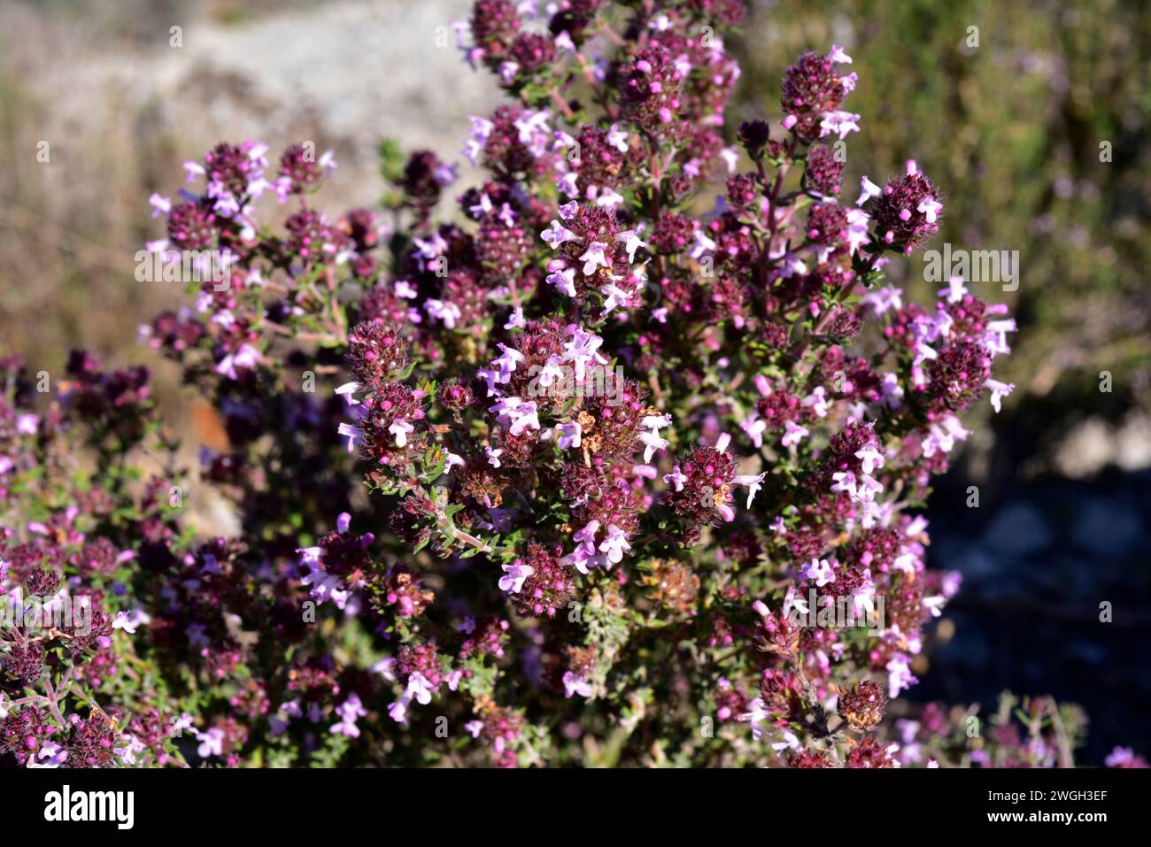 Tomillo de invierno (Thymus hyemalis) ist ein aromatischer Unterstrauch, der im Südosten Spaniens endemisch ist. Blühende Pflanze. Stockfoto