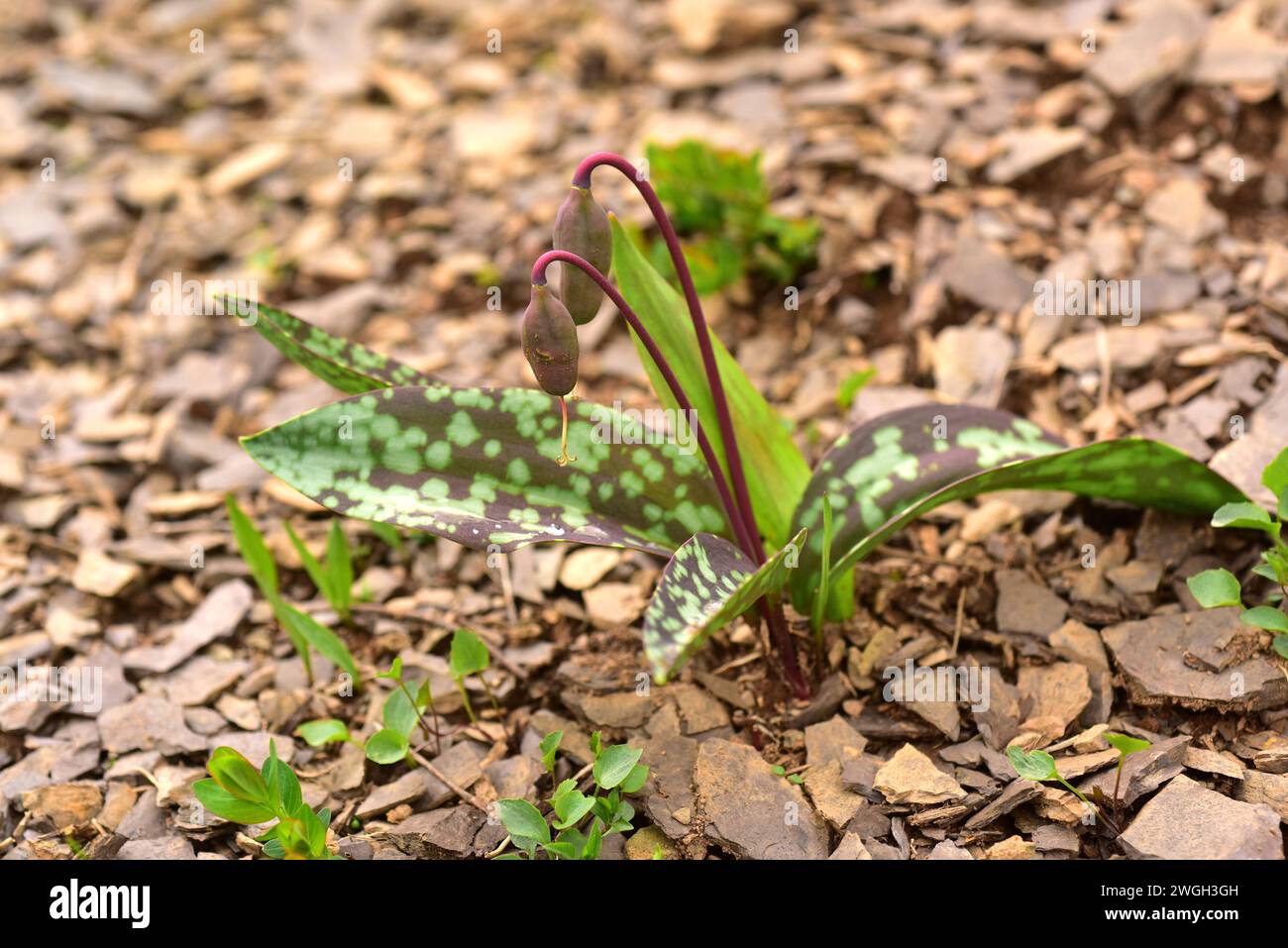 Hahnentrittviolett (Erythronium dens-canis) ist ein mehrjähriges Kraut, das in Mitteleuropa und Südeuropa beheimatet ist. Fruchtdetails. Dieses Foto Stockfoto