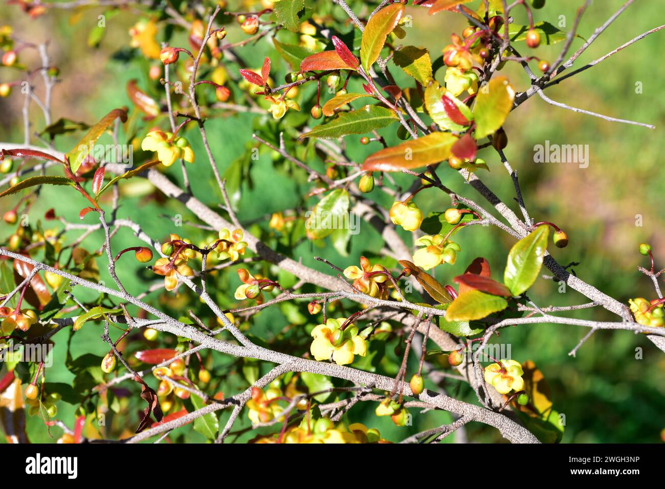 Carnival Bush oder Mickey Mouse Bush (Ochna serrulata) ist ein in Südafrika heimischer Strauch. Blumen und Blätter Detail. Stockfoto