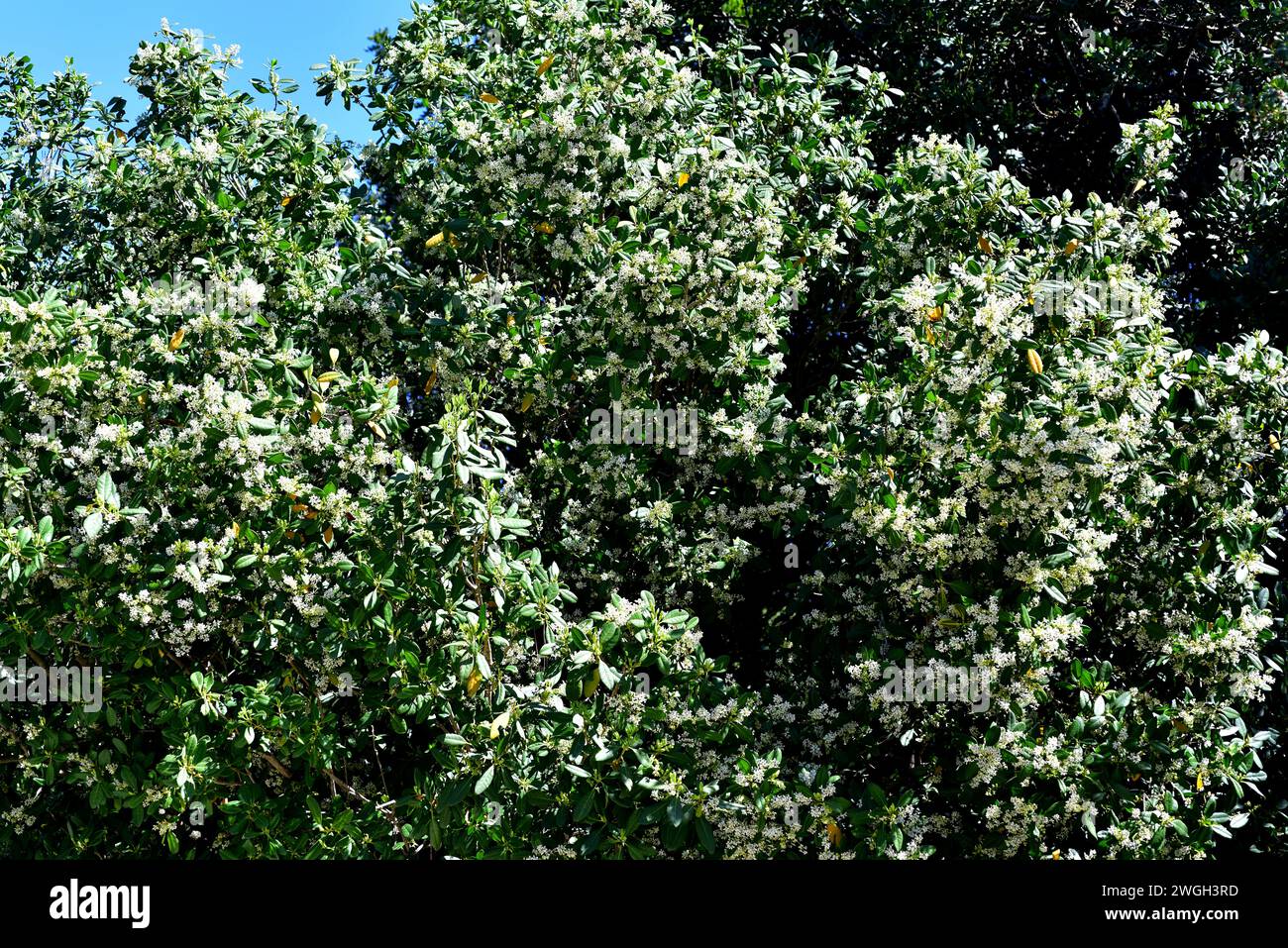 Palo Blanco (Picconia excelsa) ist ein immergrüner kleiner Baum, der endemisch auf den Kanarischen Inseln (außer Lanzarote) und Madeira ist. Blühende Pflanze. Stockfoto