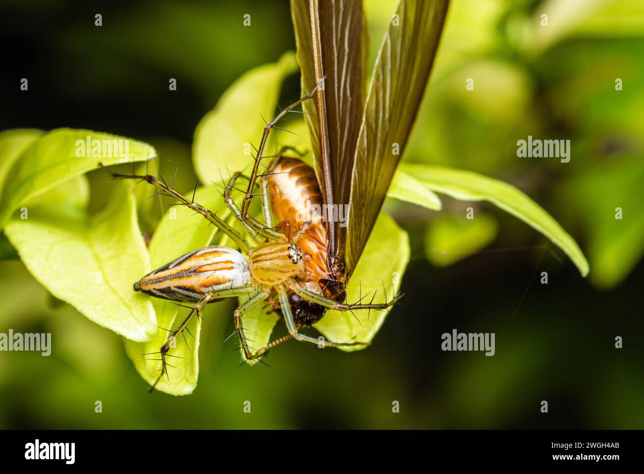 Gestreifte Lynx Spider der Gattung Oxyope mit Beute, gelbe Lynx Spider, Insekten Makrofotografie, selektiver Fokus. Stockfoto