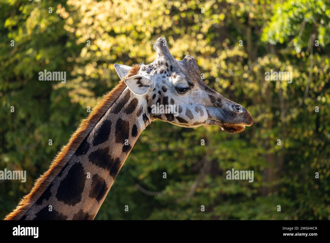 Die Rothschildgiraffe (Giraffa camelopardalis rothschildi) aus der Nähe. Stockfoto