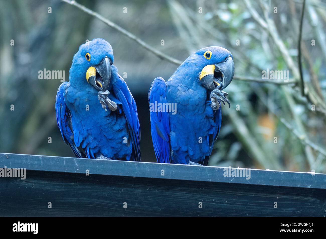 Der Hyazinthenaras (Anodorhynchus hyacinthinus), ein Papageienpaar. Stockfoto