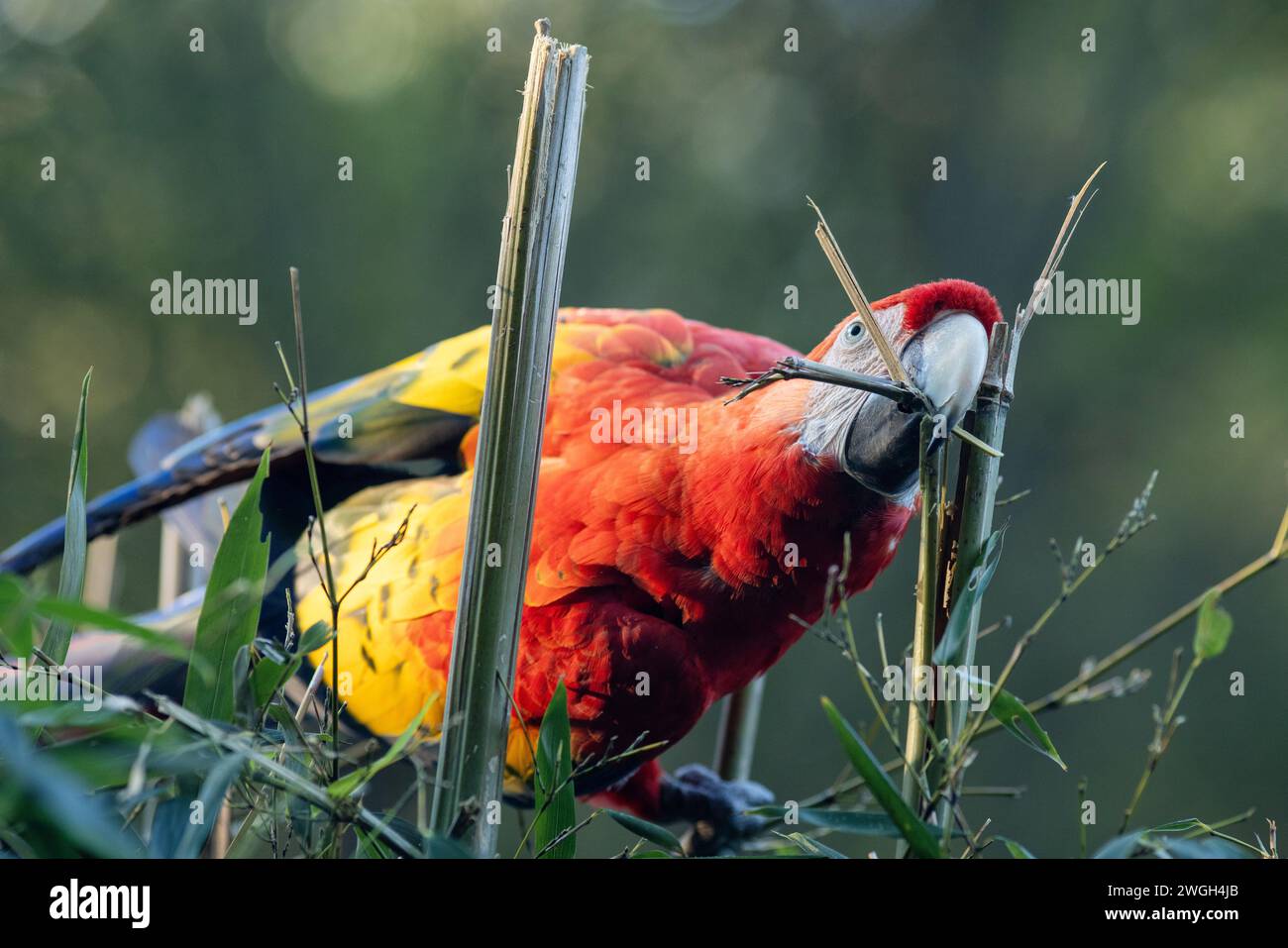 Der scharlachrote Ara (Ara macao), ein großer roter tropischer Papagei. Stockfoto