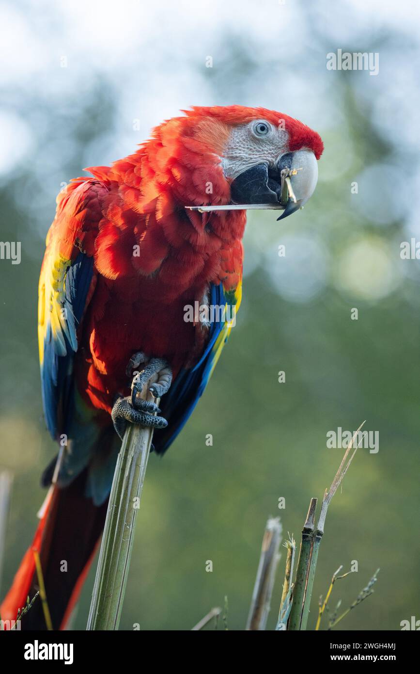 Der scharlachrote Ara (Ara macao), ein großer roter tropischer Papagei. Stockfoto