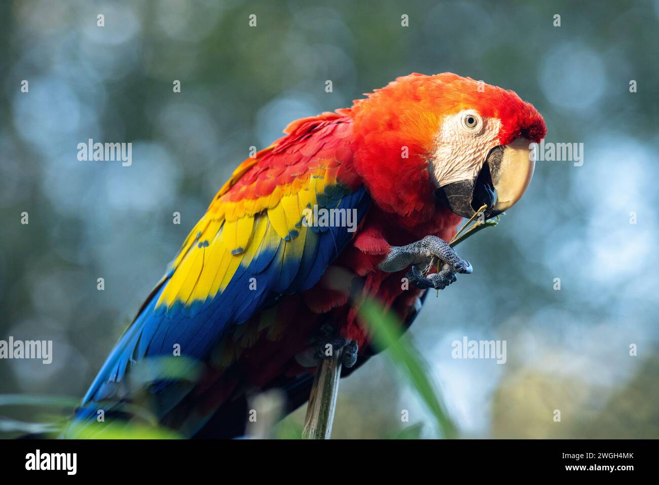 Der scharlachrote Ara (Ara macao), ein großer roter tropischer Papagei. Stockfoto