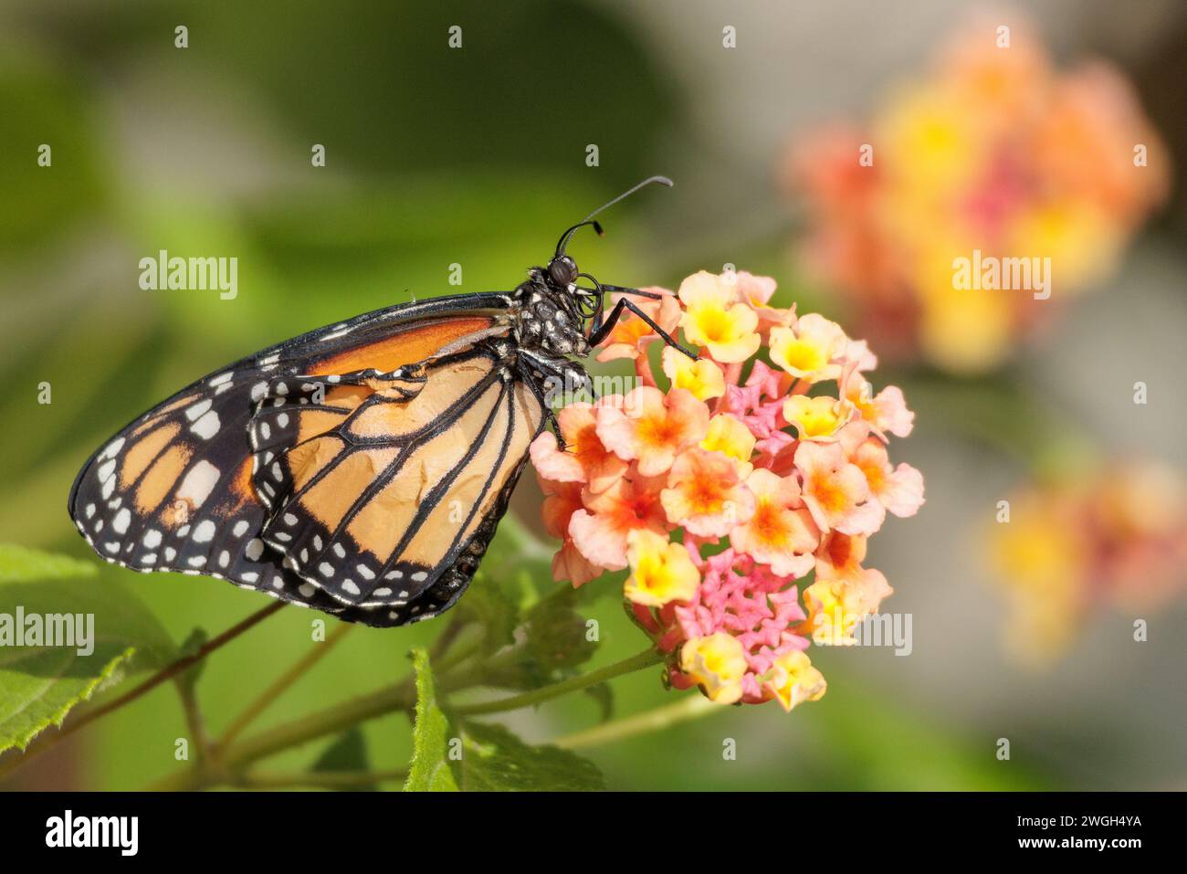 Monarch-Schmetterling ruht auf einer Blume. Stockfoto