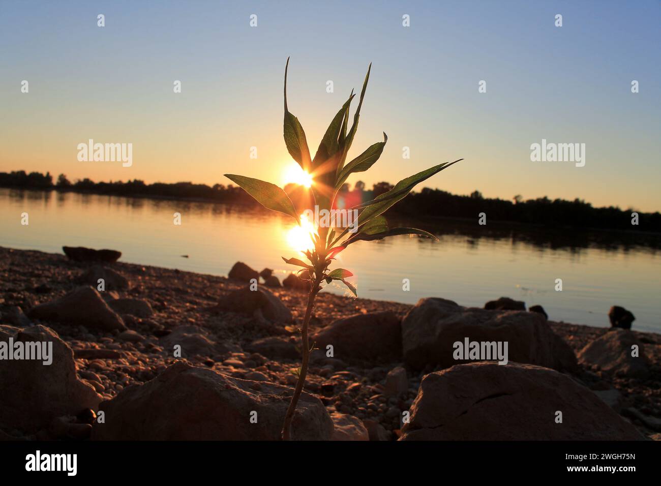 Schräger Dutch-Angle-Aufnahme eines Sonnenuntergangs über der Donau, zeigt eine kleine grüne Pflanze zwischen Steinen am Ufer und eine dunkle Waldsilhouette Stockfoto