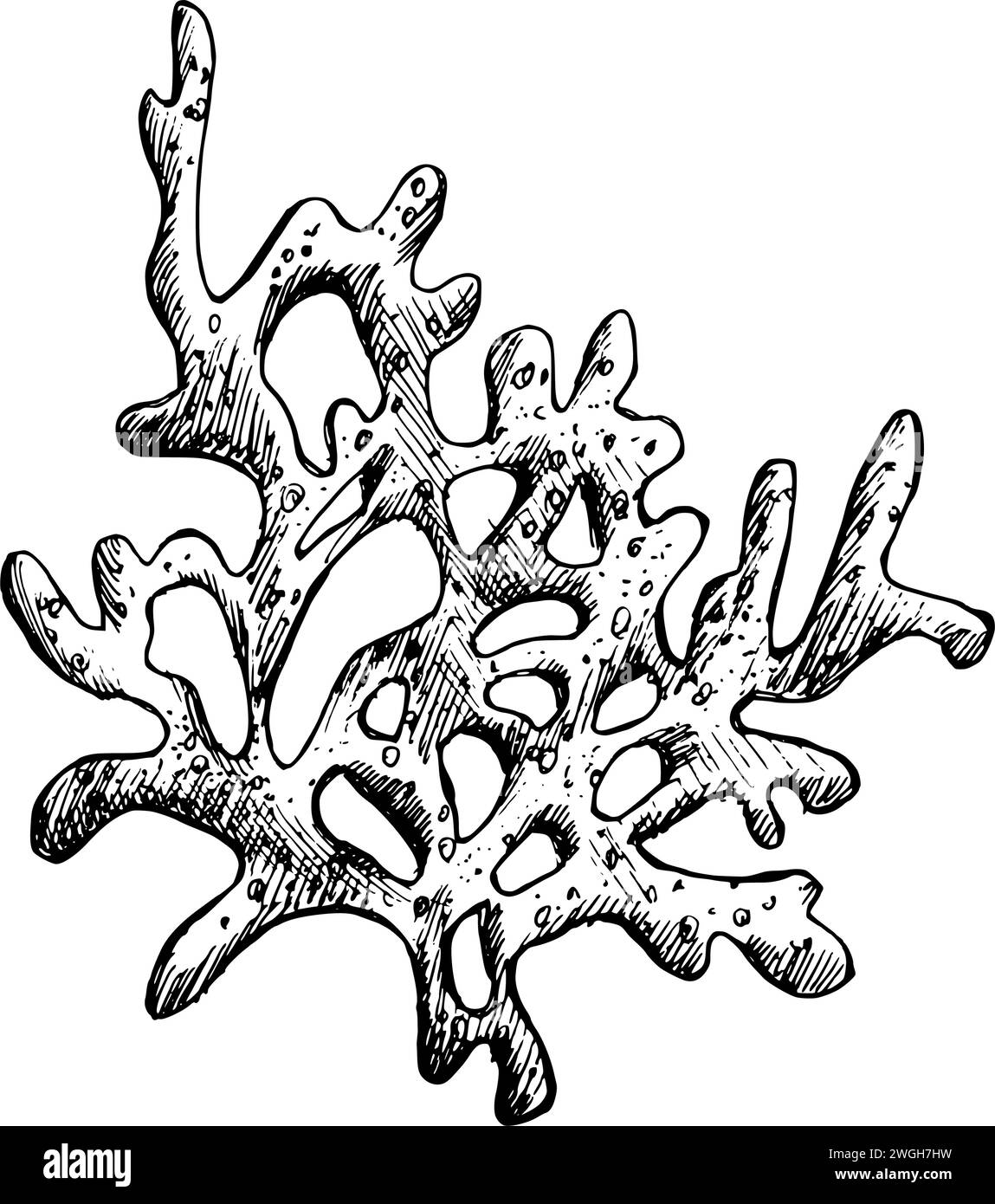Unterwasser-Welt-Clipart mit einem Zweig von Meereskorallen. Grafische Abbildung, handgezeichnet mit schwarzer Tinte. Isolierter Objekt-EPS-Vektor. Stock Vektor