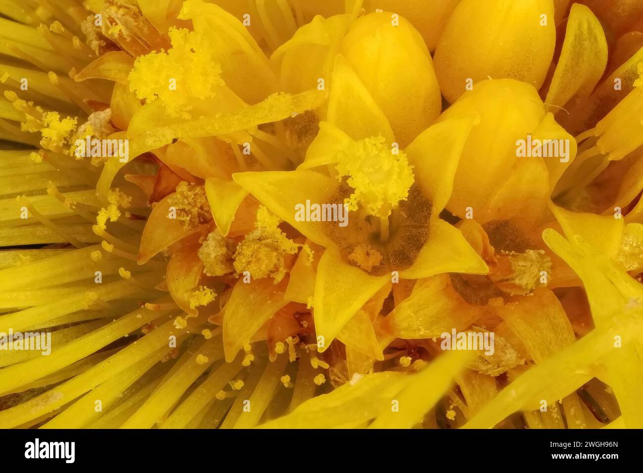 Füßl des Hengstfohlens (Tussilago fara). Closeup Mit Scheibenblumen Stockfoto