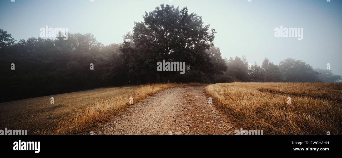 Nebelige Herbstlandschaft mit einer Dorfstraße und einem ruhigen Wald am Morgen in einer grünen Wiese Stockfoto