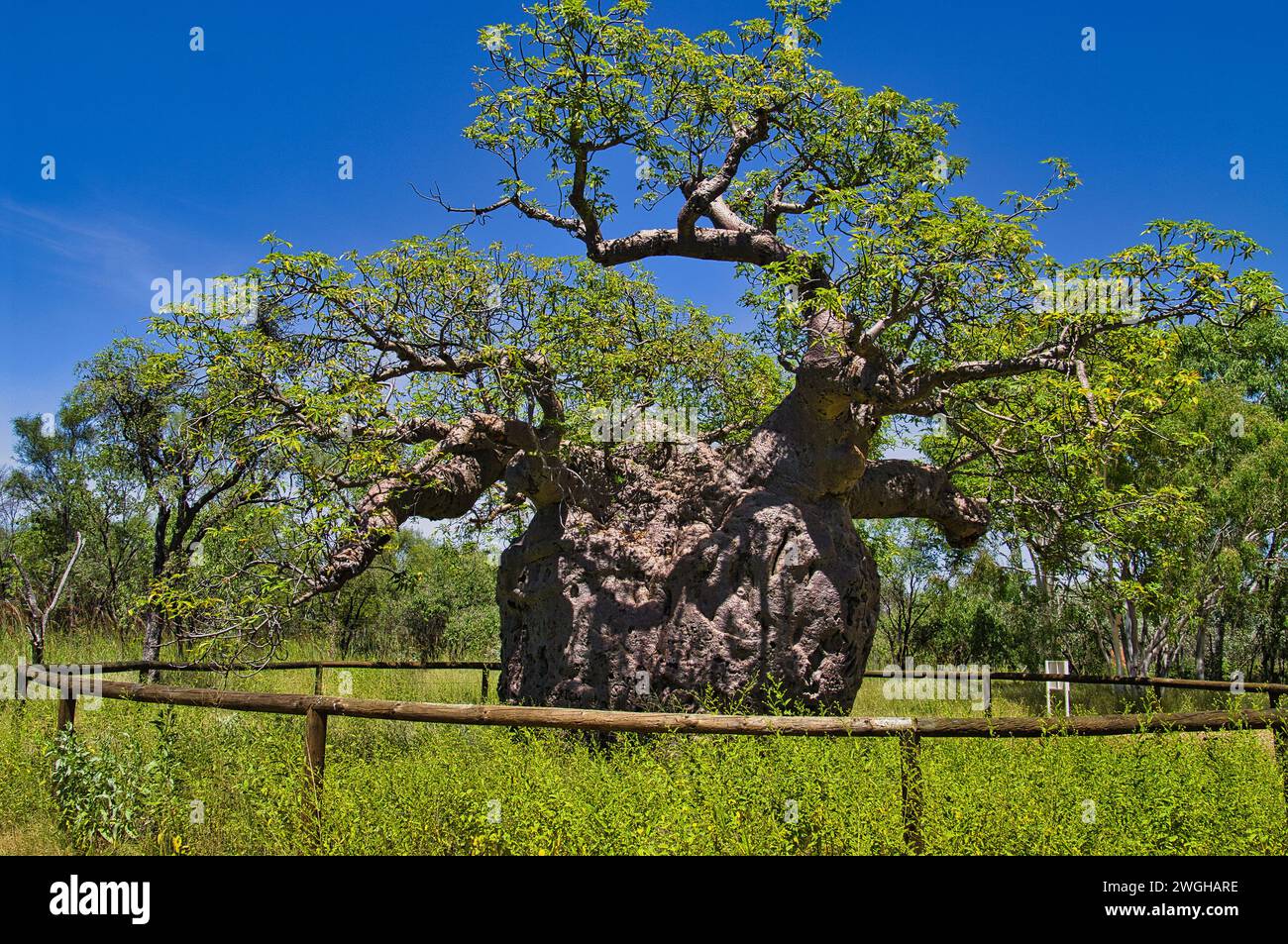 Der Baobab Prison Tree, Derby, Western Australia, ein 1500 Jahre alter, hohler Adansonia gregorii, der einst als Gefangene der Aborigines diente Stockfoto