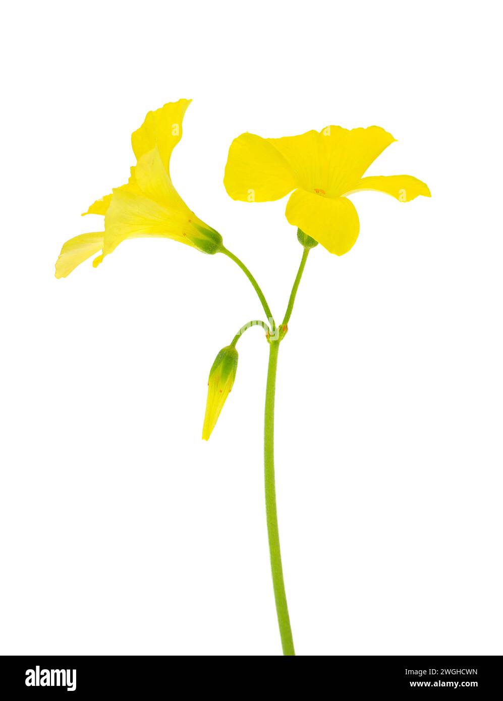 Bermuda-Butterblume isoliert auf weißem Hintergrund, Oxalis pes-caprae Stockfoto