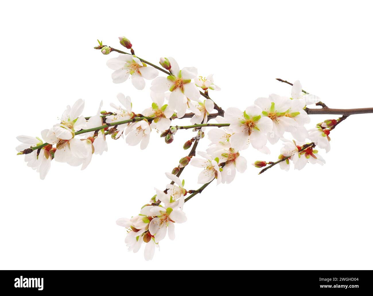 Blühender Mandelbaum, isoliert auf weißem Hintergrund, Prunus amygdalus Stockfoto