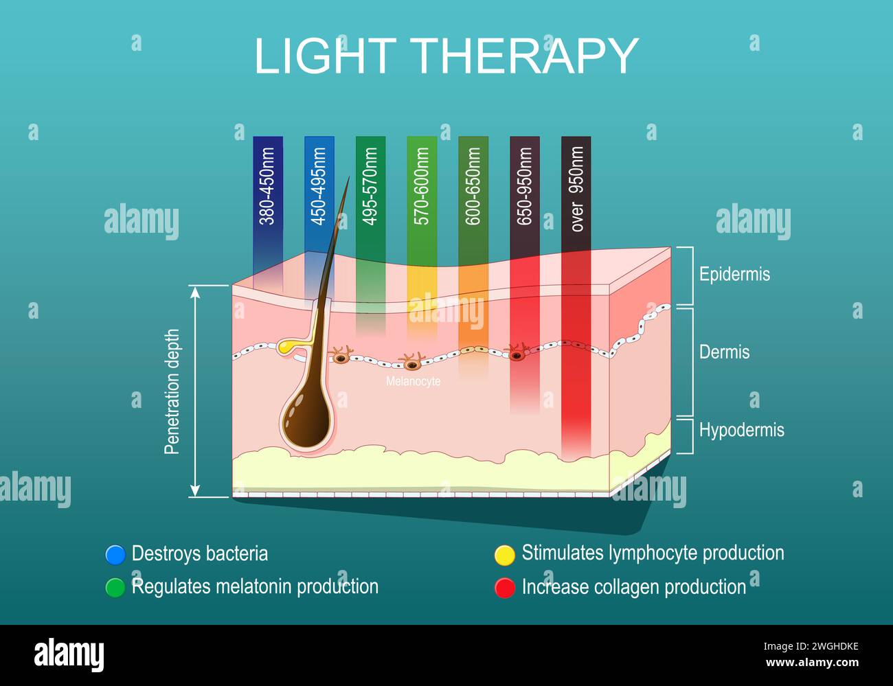 Lichttherapie zur Hautverjüngung. Phototherapie oder Lasertherapie. Faltenreduzierung. Elektromagnetisches Spektrum mit Farben der verschiedenen Wellenlängen Stock Vektor