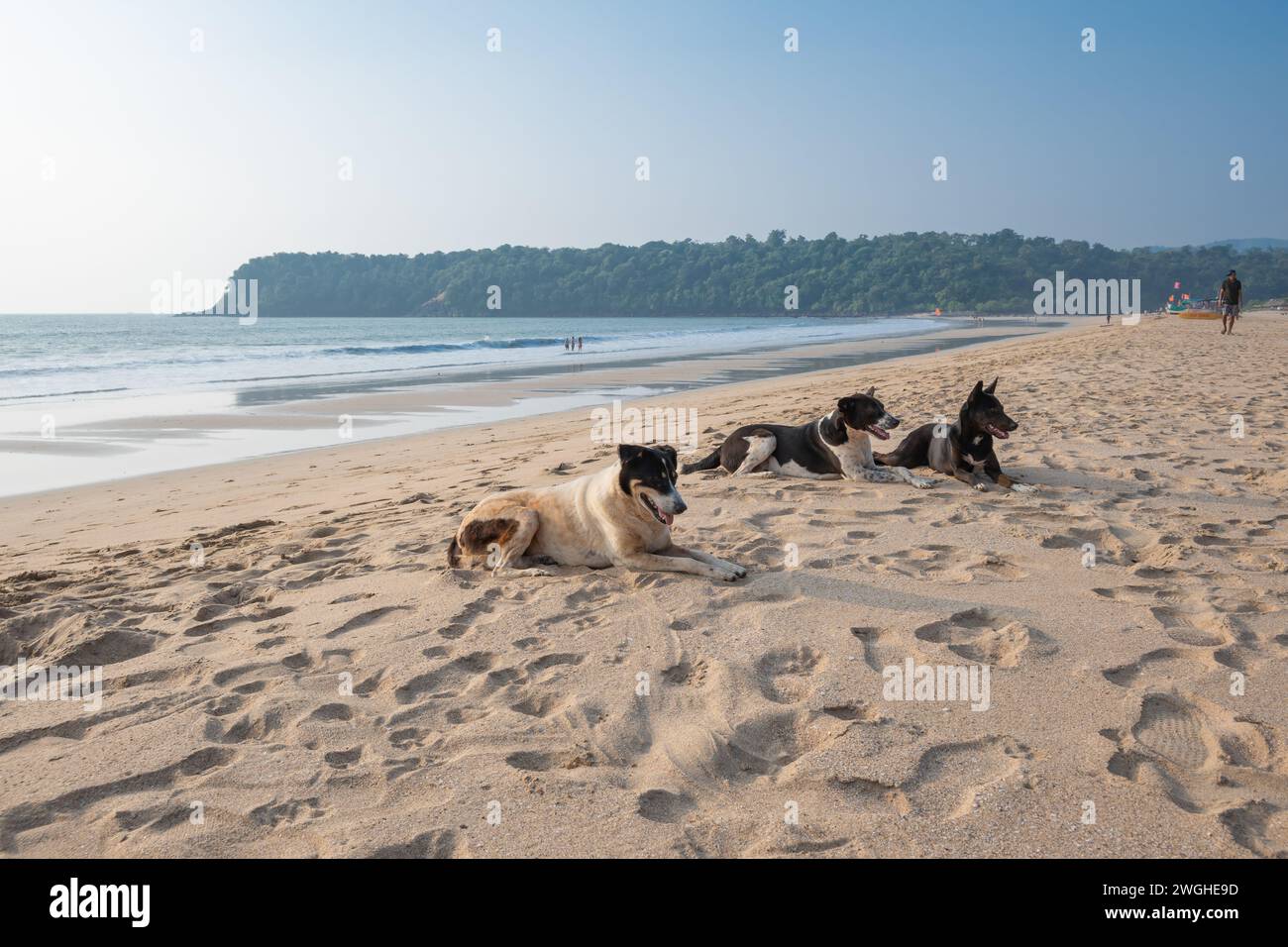 Agonda, Goa, Indien, Hunde am Sandstrand, nur Editorial. Stockfoto