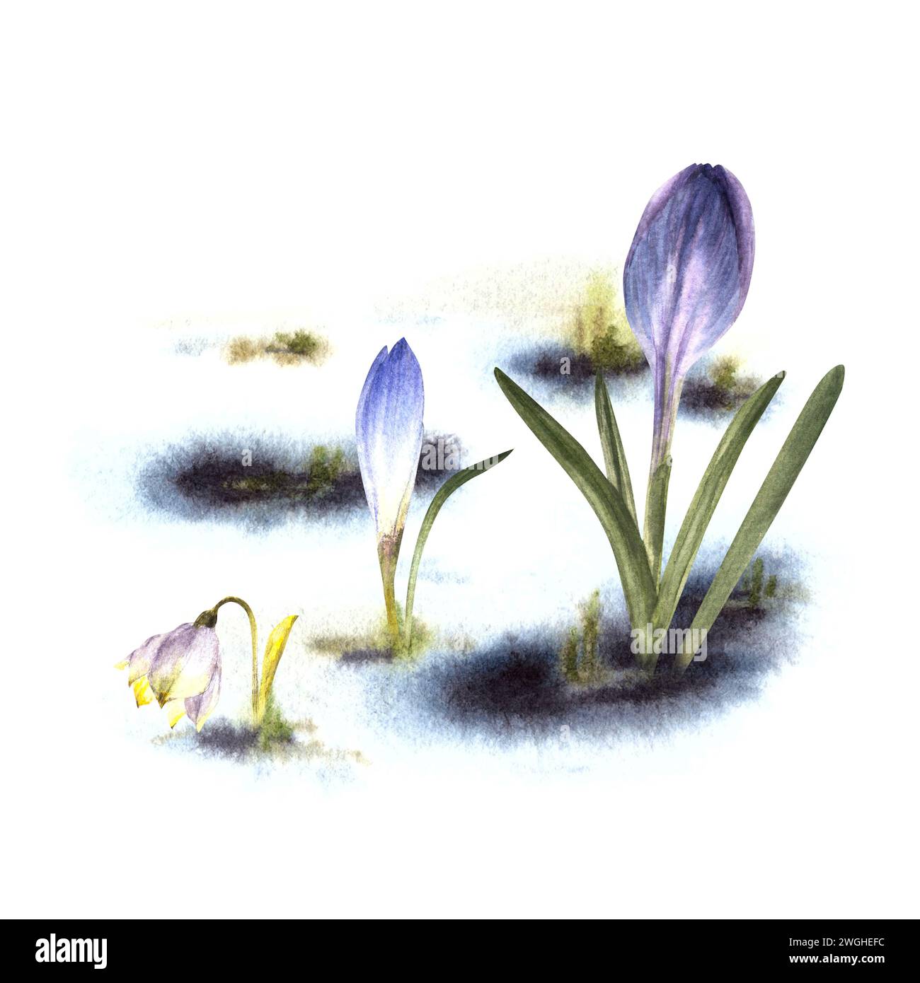 Primärblumen Aquarell gemalt Clipart Illustration Ankunft des Frühlings Erwachen der Natur nach dem Winter schmelzenden Schnee, gelbe Krokusse Schneeglöckchen Stockfoto