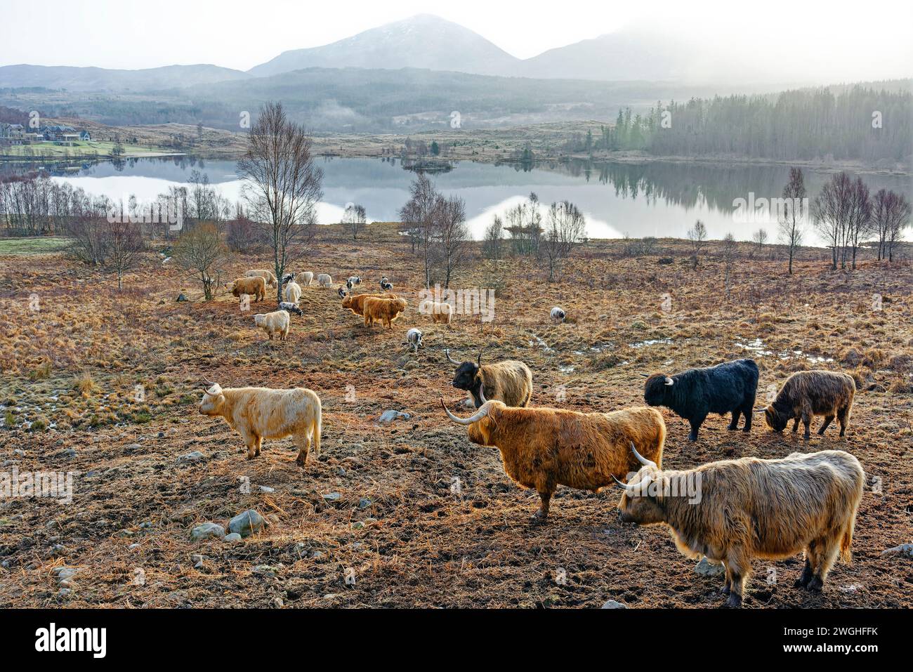 Highland Cattle eine kleine Herde in der Nähe eines Loch in der Westküste Schottlands Stockfoto