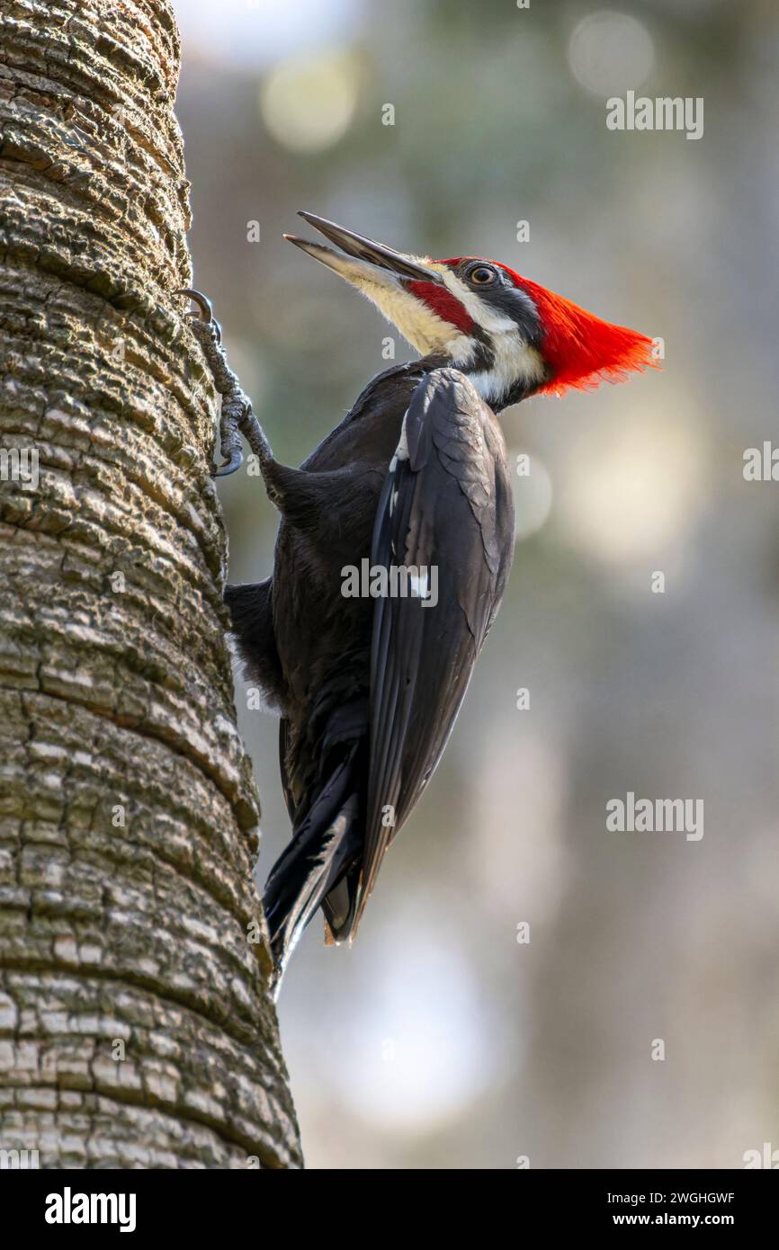 Spechte (Dryocopus pileatus) auf Baumstamm, Florida, USA. Stockfoto