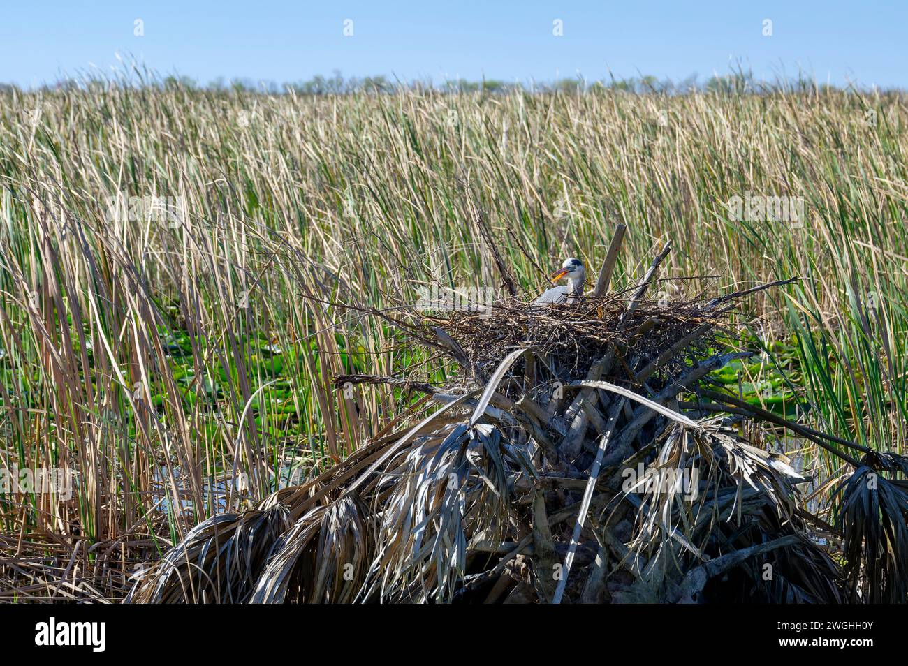 Der große Blaureiher (Ardea herodias) sitzt auf einem Nest auf einer alten Palme im Feuchtgebiet des Lake Apopka, Florida, USA. Stockfoto