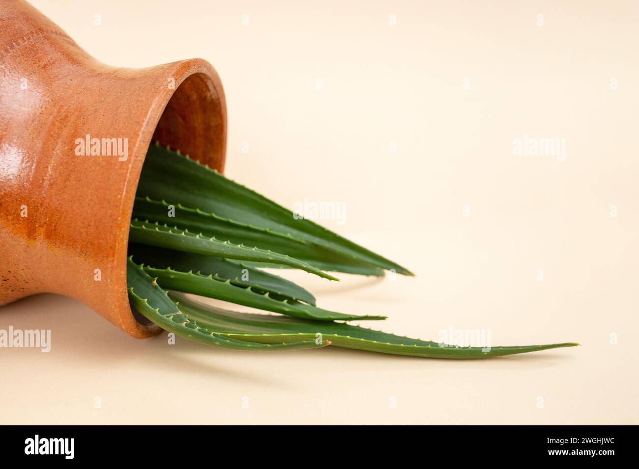 Aloe-Vera-Blätter, die aus einer braunen Keramikvase verschüttet werden, auf beigefarbenem Kopierraum Stockfoto
