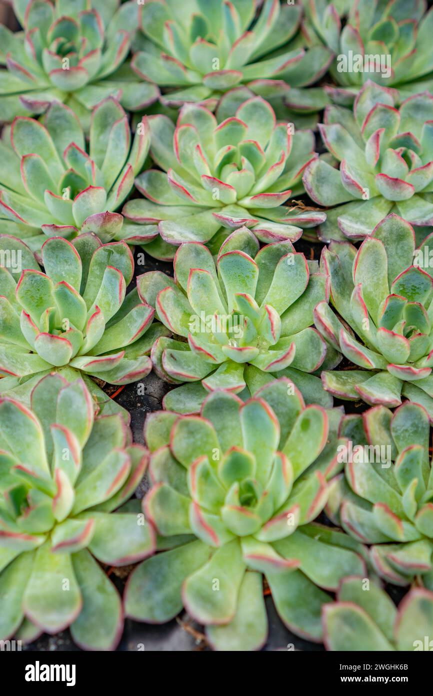 Reihen von kleinen roten grünen Echeveria Ben Bedis Sukkulenten Pflanzen zum Verkauf in der örtlichen Pflanzenzüchtung. Stockfoto