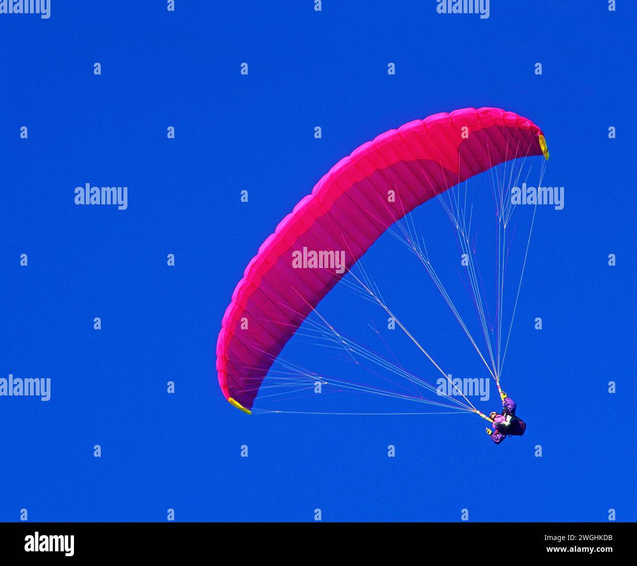 Lila, rosa, Gleitschirmflieger am blauen Himmel Stockfoto