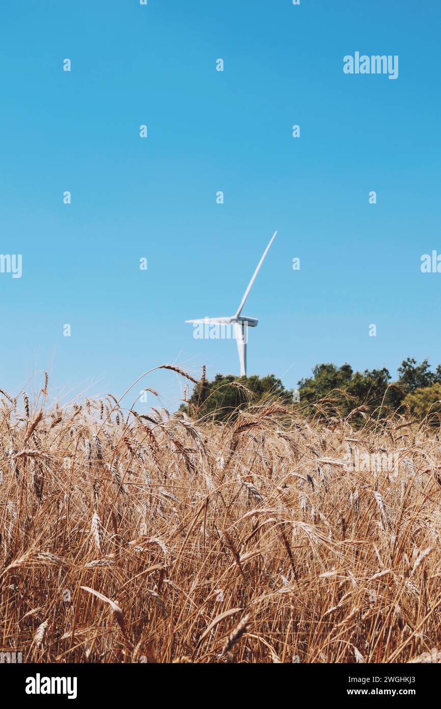 Weizenfelder mit modernen Windmühlen im Hintergrund in der Region Conca de Barbera in Katalonien, Spanien, am 2. Juli 2023 Stockfoto