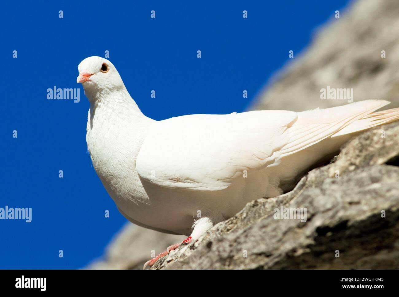 Weiße Taube auf dem Dach eines trullo-Hauses, Alberobello, Apulien, Italien Stockfoto