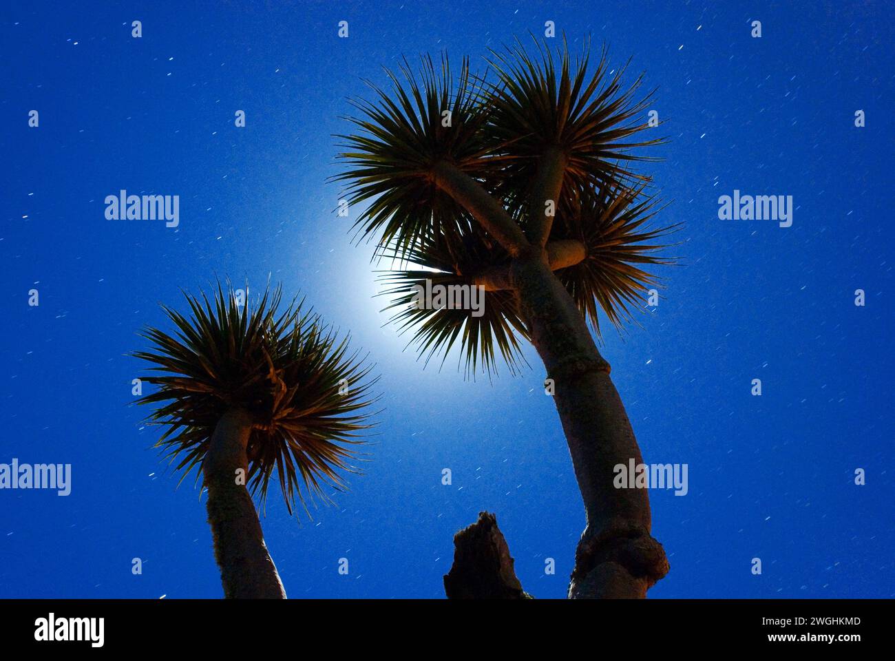 Kanarischer Drachenbaum (Dracaena Draco) gegen den Nachthimmel mit Mondschein und Sternen, La Palma, Kanarische Inseln, Spanien Stockfoto