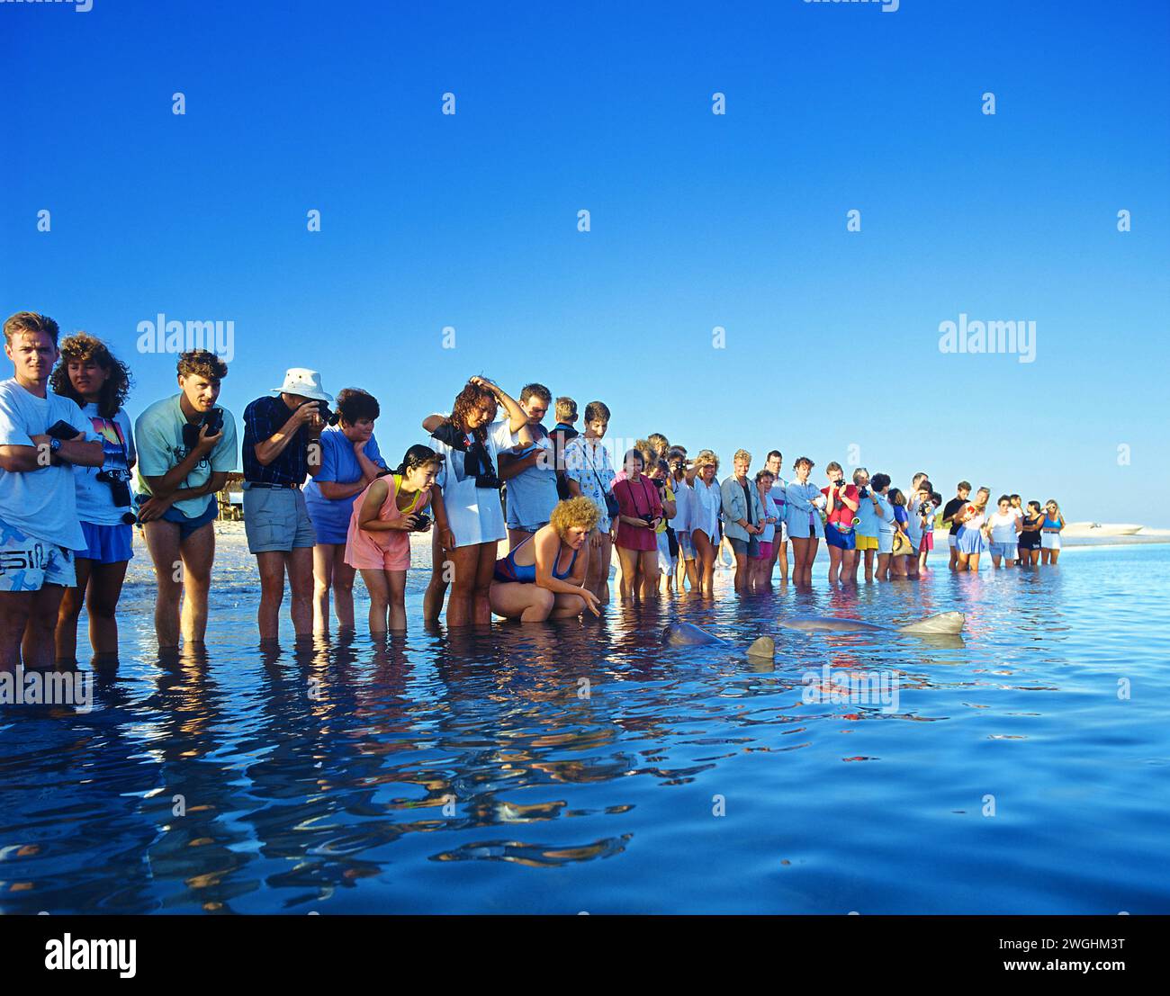 Touristen beobachten Delfine, Monkey Mia, Shark Bay, West Australia Stockfoto