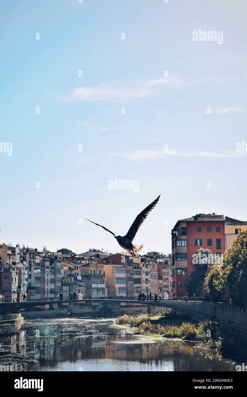 Kleiner Vogel, der am 9. Dezember 2023 über den Fluss mit den typischen bunten Häusern im Hintergrund in Girona in Katalonien, Spanien, fliegt Stockfoto