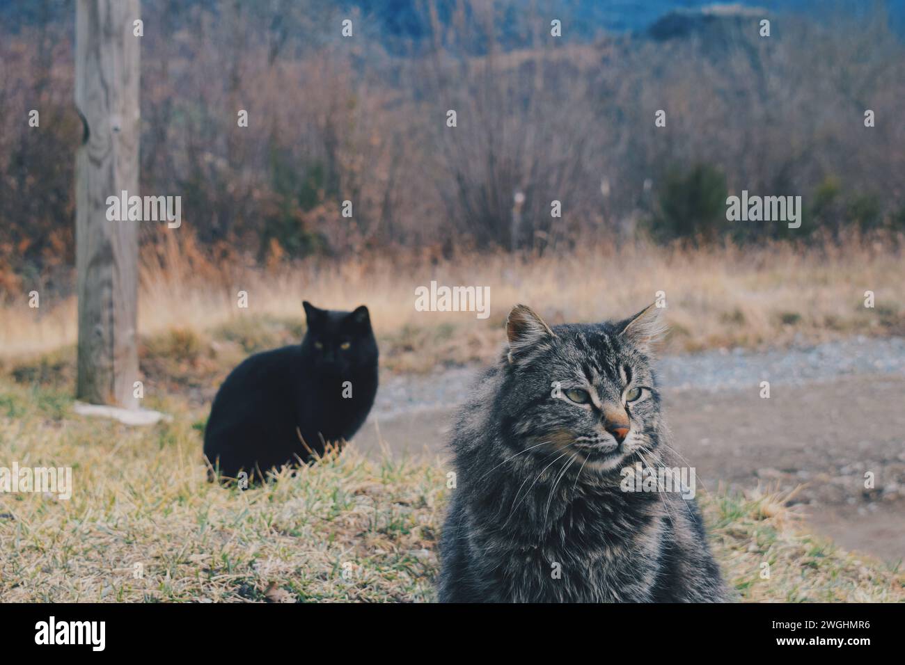 Zwei kleine Wildkatzen in den Pyrenäen in Katalonien, Spanien, am 28. September 2019 Stockfoto