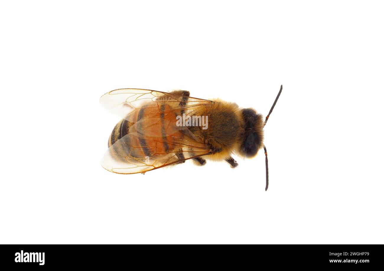 Westliche Honigbiene isoliert auf weißem Hintergrund, APIs mellifera Stockfoto