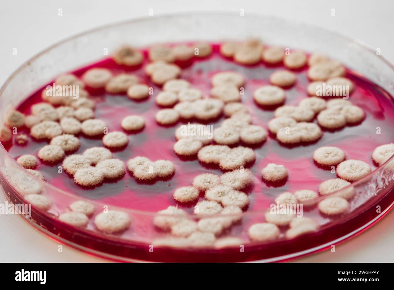 Bakterienkolonien auf agar -Fotos und -Bildmaterial in hoher Auflösung ...