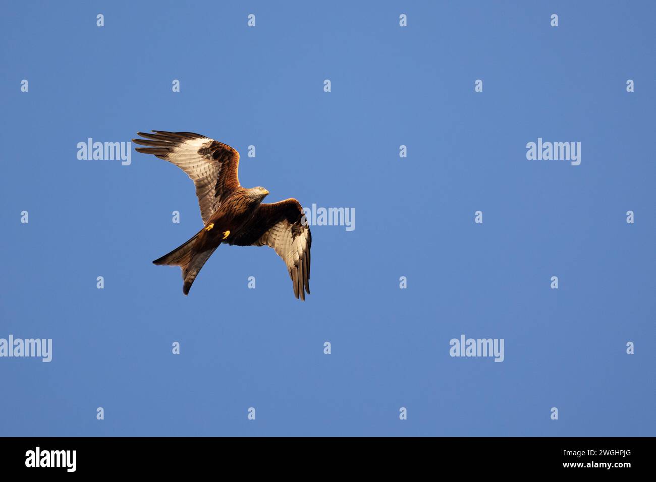 Wunderschöner Roter Drache (Milvus milvus) im Flug gegen einen klaren, blauen Himmel. Yorkshire, Großbritannien im Winter Stockfoto