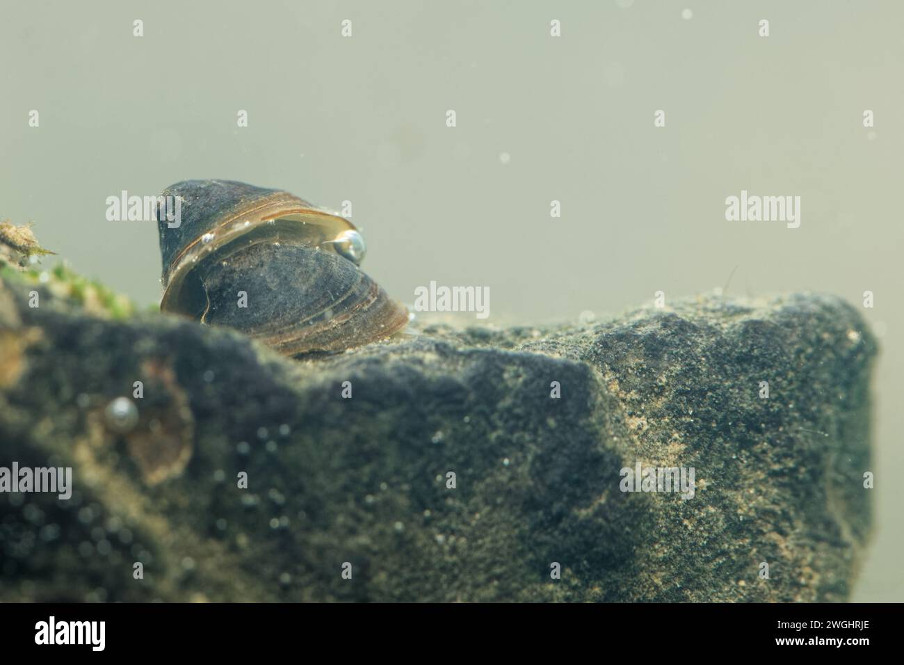 Conical limpet -Fotos und -Bildmaterial in hoher Auflösung – Alamy