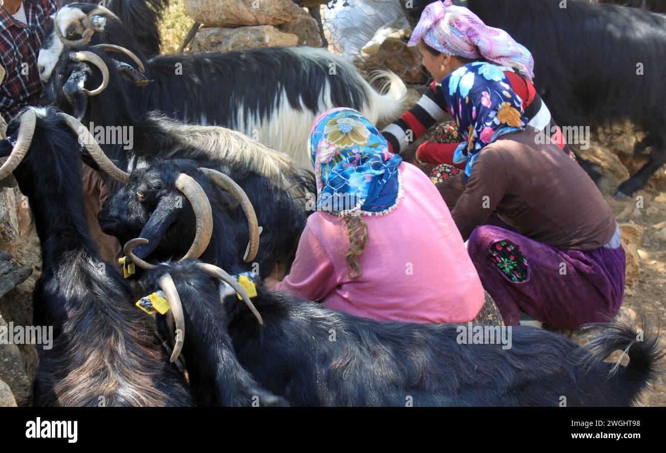 Nomadisches Leben. Anatolische Frau melkt Ziegen. Stockfoto