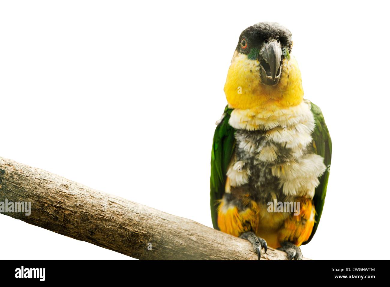 Ein scharfsinniger Papagei thront ergreifend vor einem rein weißen Hintergrund, sein Blick erregte Aufmerksamkeit Stockfoto